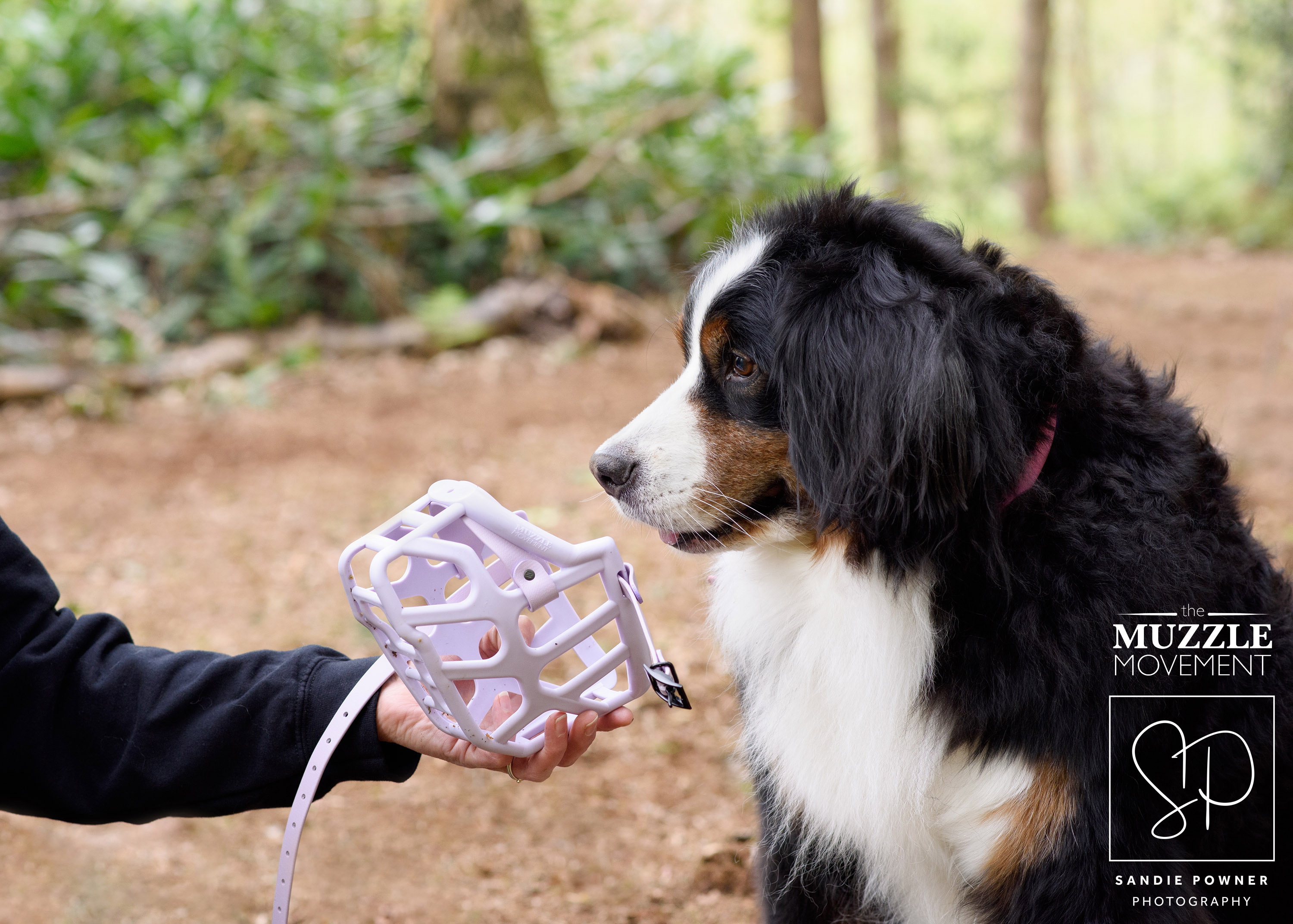 Measuring a dog's nose at home with a soft tape measure