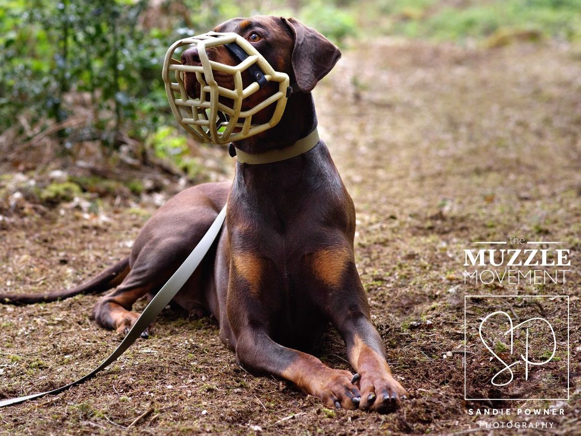 A dog wearing a comfortable, well-fitted muzzle