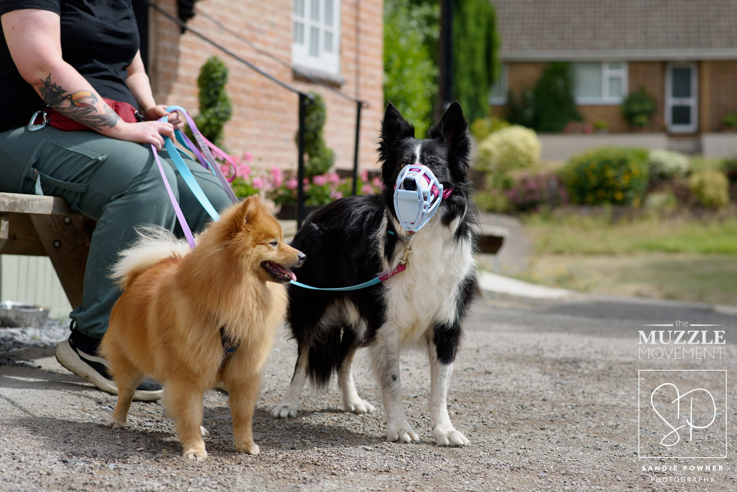Trying different muzzle sizes with a dog during a home fitting visit